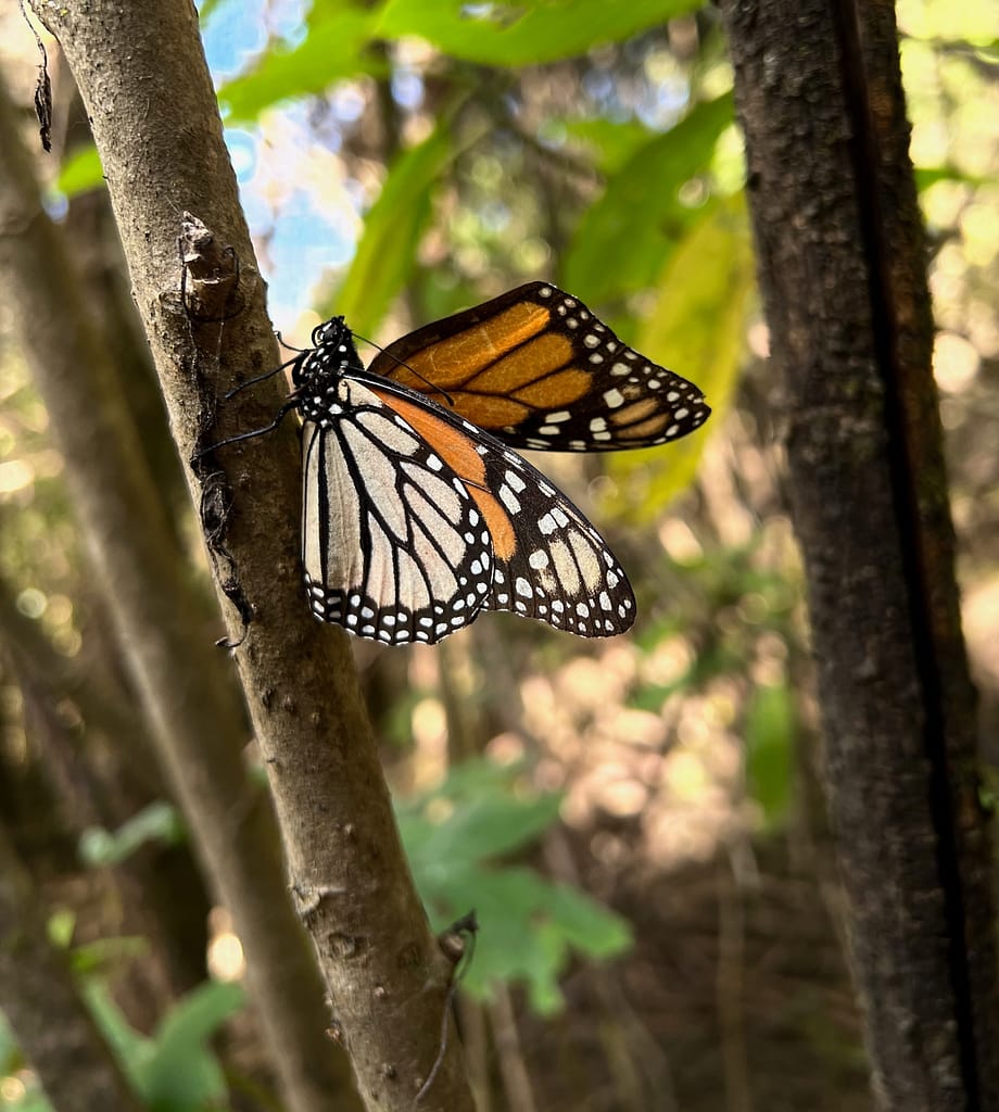 Butterflies: Warming Up